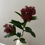 Skimmia