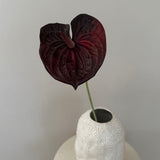 Anthurium Bordeaux