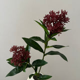 Skimmia