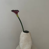 Calla Purple