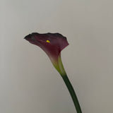 Calla Purple