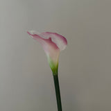 Calla pink