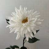 Dahlia White