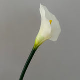 Calla White