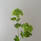 Hydrangea 2 heads