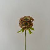 Scabiosa