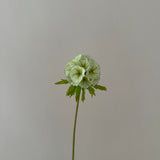 Scabiosa