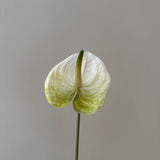 Anthurium