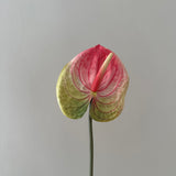 Anthurium