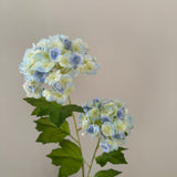 Hydrangea 2 heads