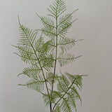 Fern leaf