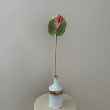 Anthurium