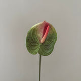 Anthurium