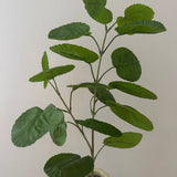 Aralia Leaf