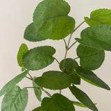 Aralia Leaf