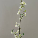 Snow Willow Branch